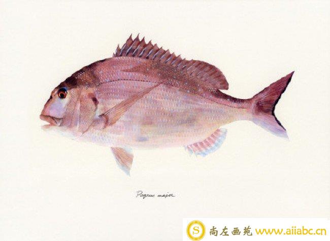 大神级各种鱼的水彩画作品图片 日本水彩画大师Yusei Nagashima 水彩画 _