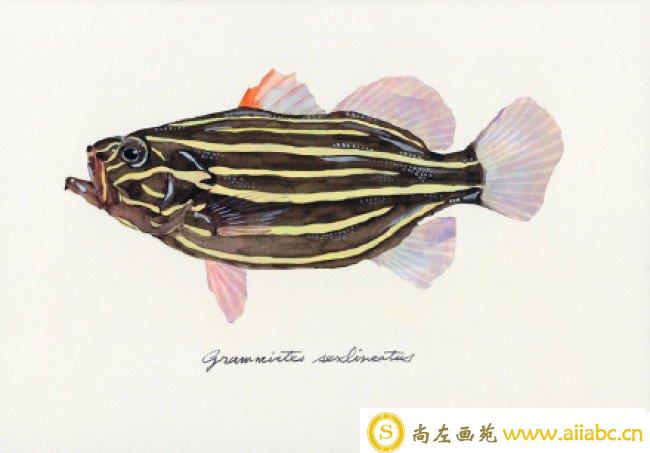 大神级各种鱼的水彩画作品图片 日本水彩画大师Yusei Nagashima 水彩画 _