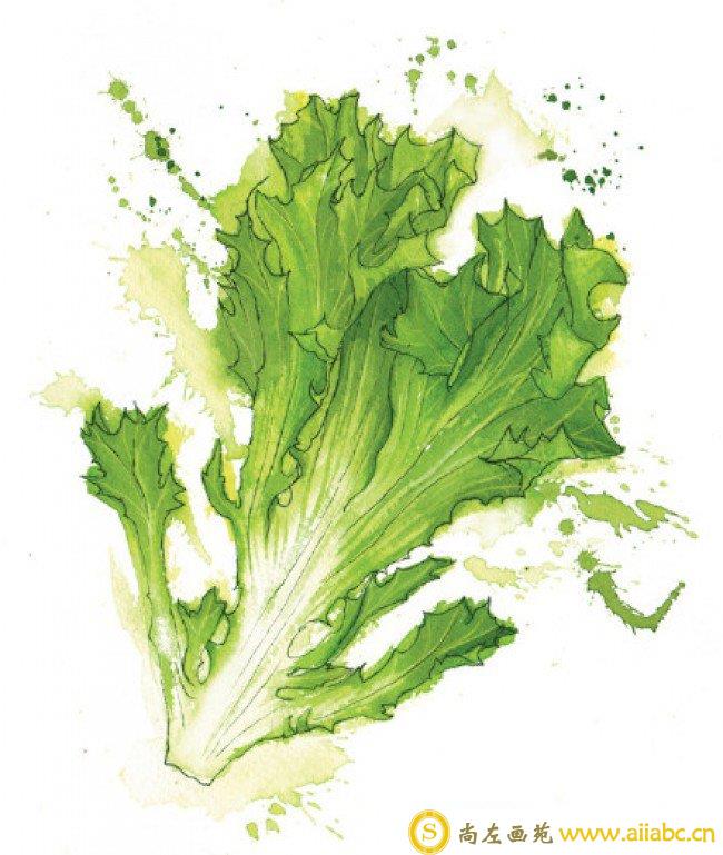 蔬果水彩画图片 常见蔬菜水果的水彩画手绘教程 蔬菜水果水彩画法_