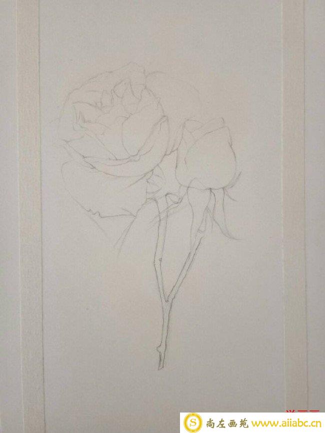 一枝精美的玫瑰花彩铅画画法教程图片 玫瑰花彩铅上色过程步骤图片_