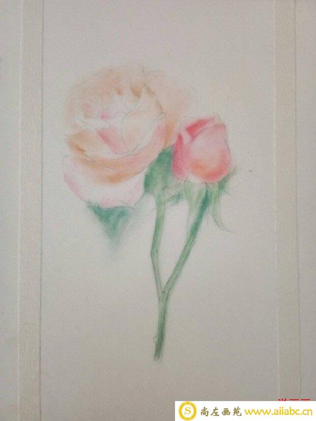 一枝精美的玫瑰花彩铅画画法教程图片 玫瑰花彩铅上色过程步骤图片_