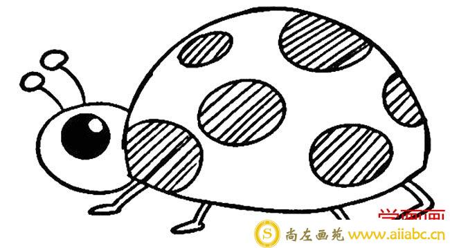 金龟子简笔画图片 金龟子怎么画