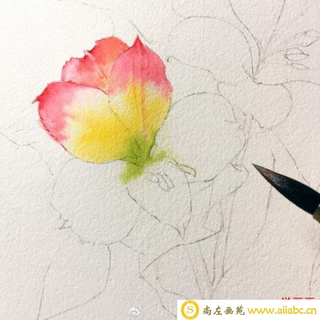 六出花智利百合水彩画手绘教程图片 六出花水彩画怎么画 六出花的画法_