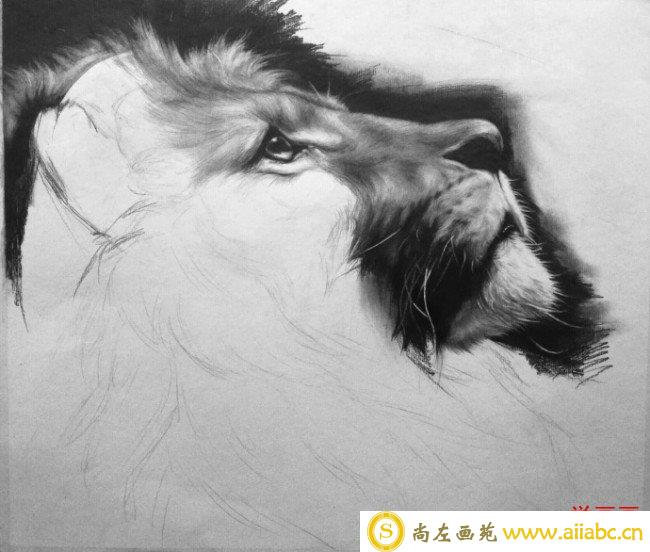 逼真精美的狮子头像素描图片 狮子手绘教程画法 孤独的王者_