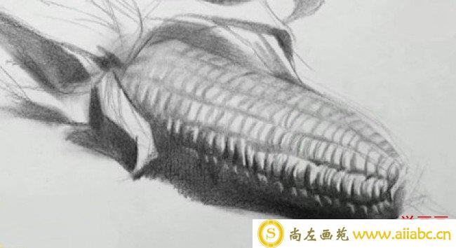玉米的素描画画法 玉米素描怎么画 玉米素描教程图片步骤_
