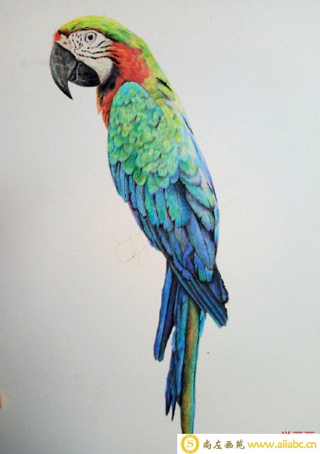 精美逼真的鹦鹉彩铅上色绘画教程图片 带上色步骤演示_