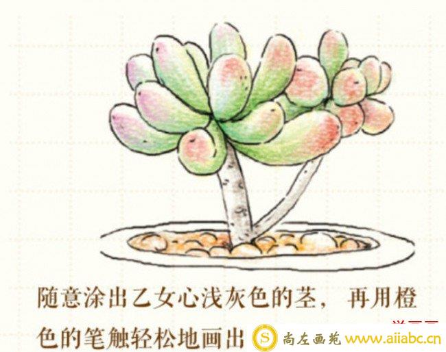 多肉植物彩铅画画法 多肉植物小盆栽怎么画 简单教程_