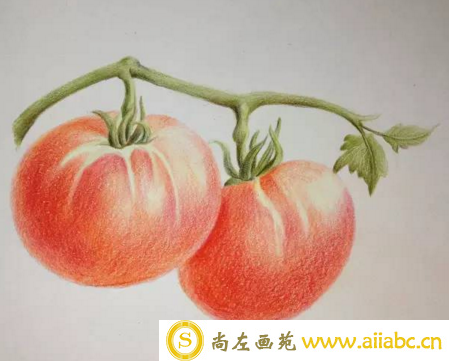 彩铅画西红柿的画法