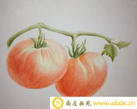 彩铅画西红柿的画法