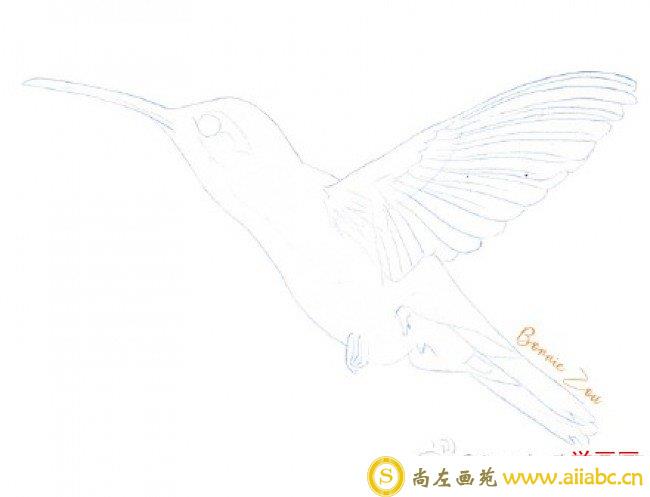 超美蜂鸟彩铅画手绘教程图片 蜂鸟怎么画 彩铅上色步骤 画法_
