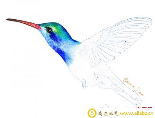 超美蜂鸟彩铅画手绘教程图片 蜂鸟怎么画 彩铅上色步骤 画法_