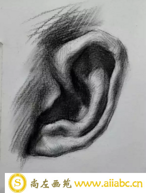 素描耳朵的画法步骤图