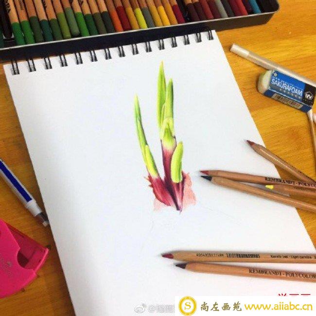 逼真写实的洋葱彩铅手绘画教程图片 很有真实感的洋葱怎么画 画法_
