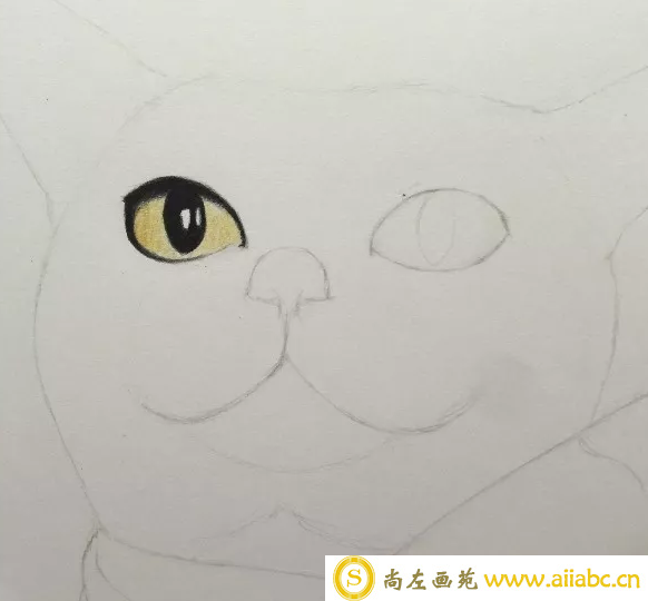彩铅画猫的步骤图解