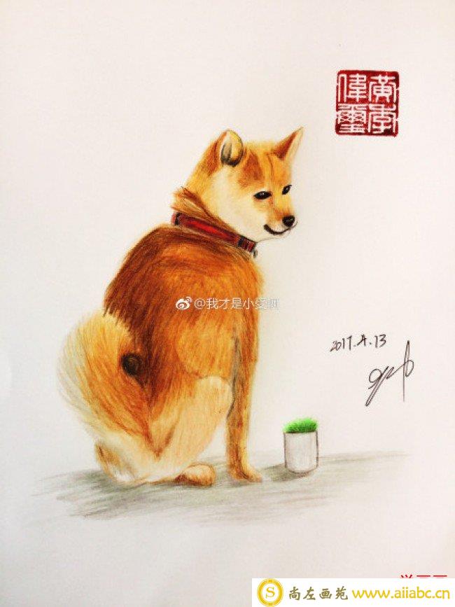 简单的柴犬狗彩铅画画法手绘教程图片 柴犬的画法 柴犬彩铅怎么画_