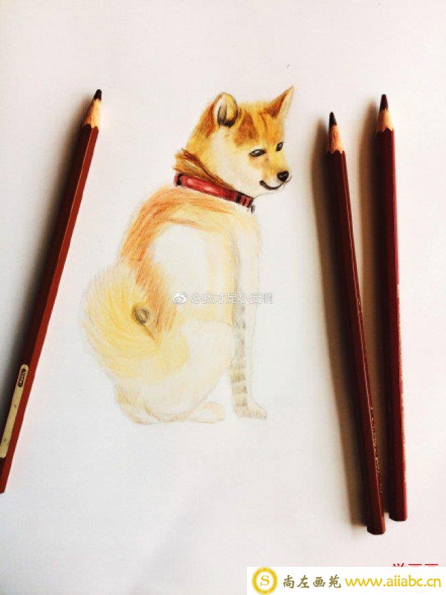简单的柴犬狗彩铅画画法手绘教程图片 柴犬的画法 柴犬彩铅怎么画_