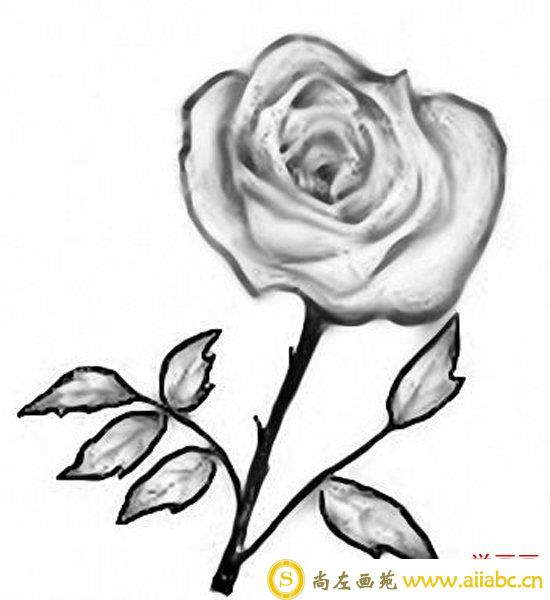 玫瑰花简笔画图片大全-美丽的玫瑰花