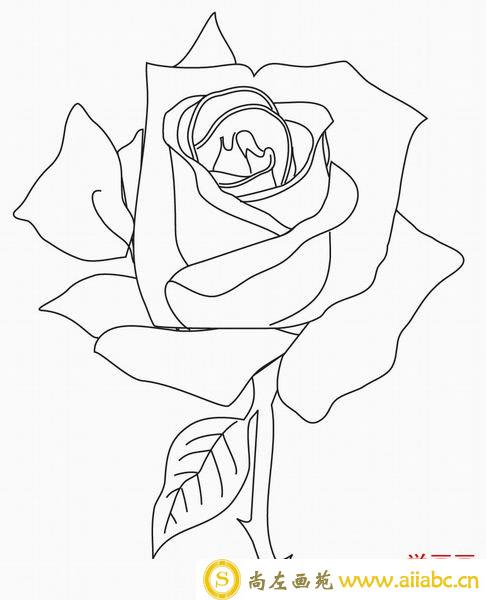 玫瑰花简笔画图片大全-美丽的玫瑰花