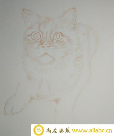 简单的彩铅画猫咪手绘教程
