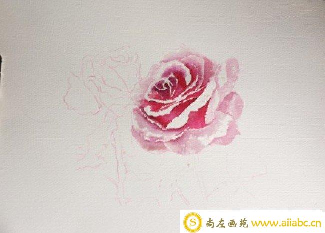 玫瑰花水彩画手绘教程图片 玫瑰花水彩花卉怎么画 玫瑰花水彩的画法_