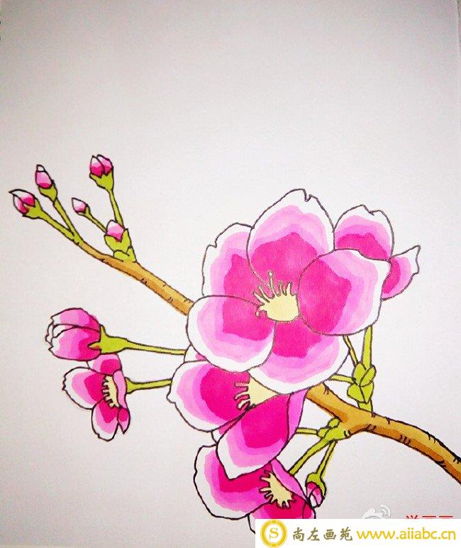 桃花简笔画教程图片 水彩上色桃花的画法 好看的桃花怎么画_