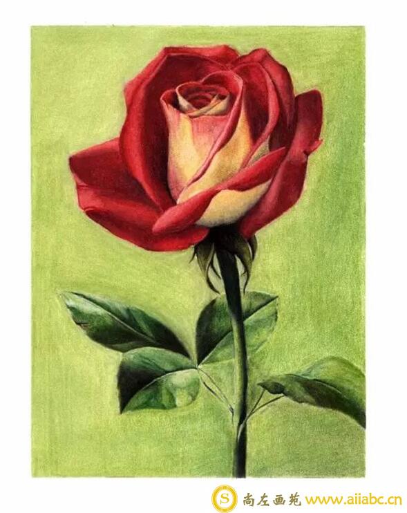 怎么画彩铅画红玫瑰？画彩铅画红玫瑰的步骤