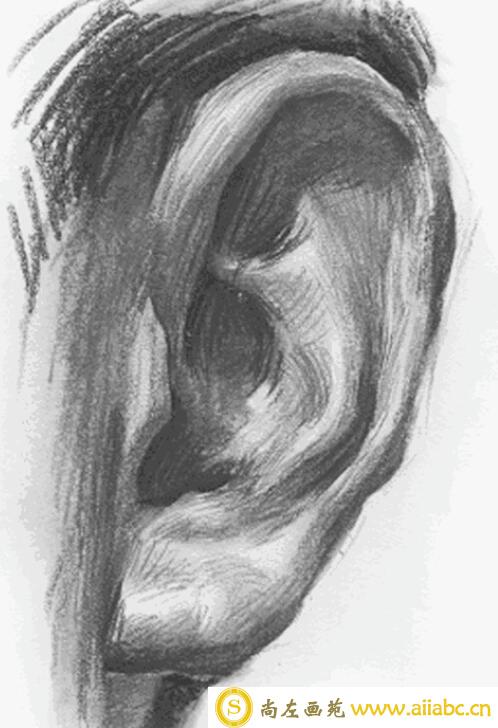 素描画怎么画耳朵？素描画耳朵的步骤