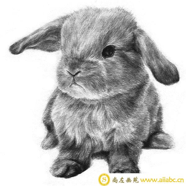 兔子的素描画法