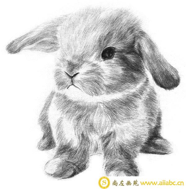 兔子的素描画法