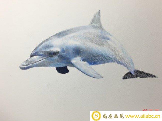 海豚彩铅图片手绘教程 海豚的画法 海豚彩铅怎么画_