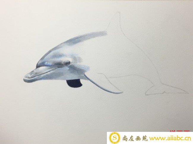 海豚彩铅图片手绘教程 海豚的画法 海豚彩铅怎么画_