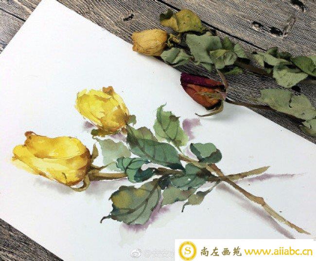 枯萎凋谢的玫瑰花水彩画图片 凋谢的玫瑰花卉手绘教程画法_