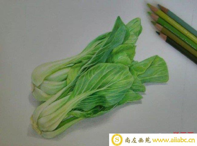 两颗逼真的大白菜彩铅画图片 青菜彩铅手绘教程 白菜的画法 白菜怎么画_