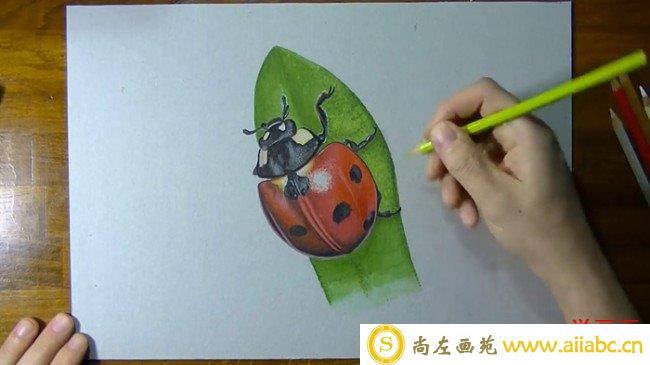 【视频】很逼真的七星瓢虫甲壳虫彩铅搭配马克笔超写实手绘视频教程_