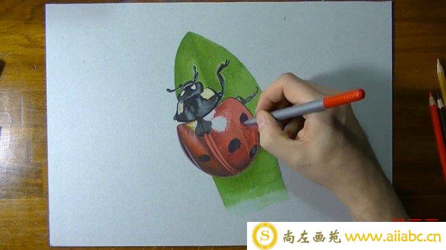 【视频】很逼真的七星瓢虫甲壳虫彩铅搭配马克笔超写实手绘视频教程_