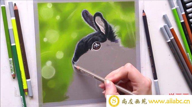 【视频】可爱又逼真的黑色兔子彩铅画手绘视频教程 小兔子的彩铅画法_