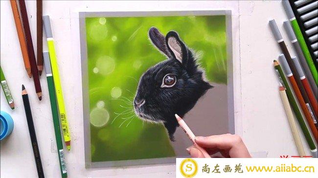【视频】可爱又逼真的黑色兔子彩铅画手绘视频教程 小兔子的彩铅画法_