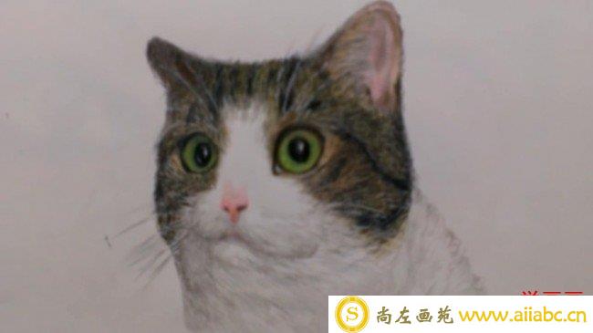 【视频】瞪着眼睛超可爱网红猫咪彩铅画手绘视频教程 喵星人彩铅画图片_
