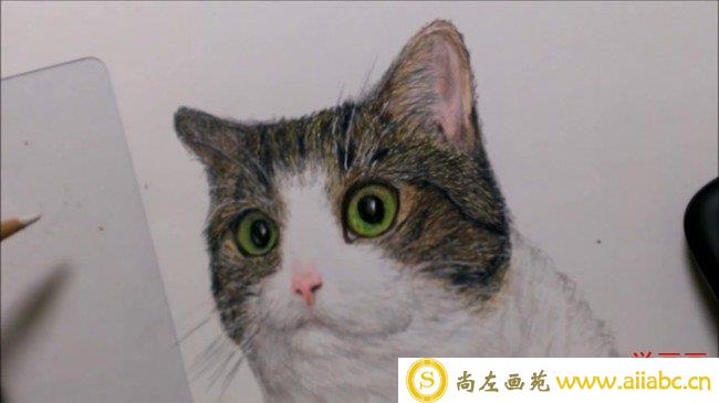 【视频】瞪着眼睛超可爱网红猫咪彩铅画手绘视频教程 喵星人彩铅画图片_
