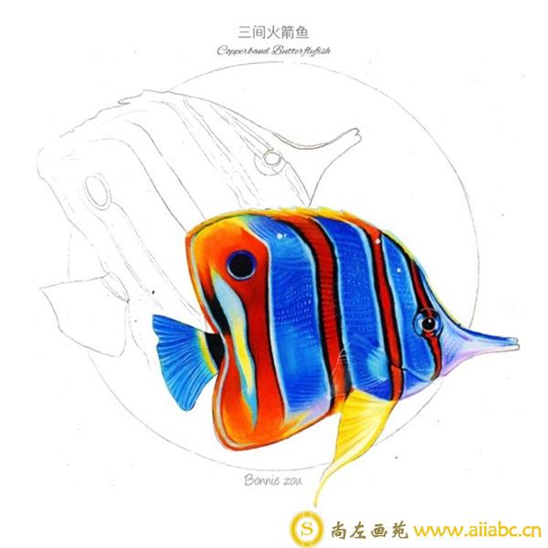 热带鱼彩铅画步骤图