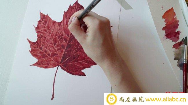 【视频】写实向红枫叶水彩手绘视频教程 教你画逼真的枫叶水彩画_