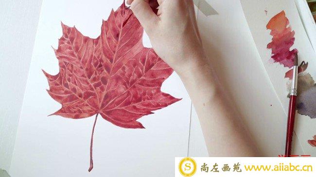 【视频】写实向红枫叶水彩手绘视频教程 教你画逼真的枫叶水彩画_