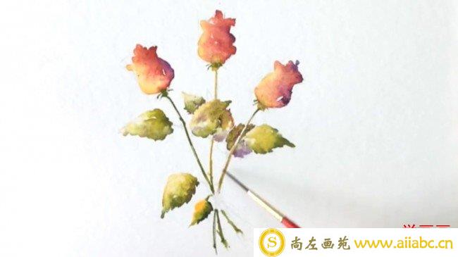 【视频】唯美清新的三枝玫瑰花水彩画手绘视频教程 含苞待放带枝叶的玫瑰花_