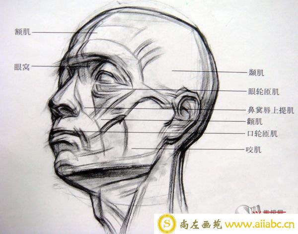 人体素描之头部结构解析