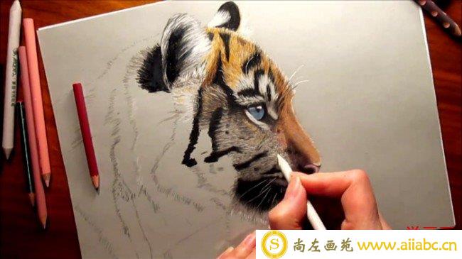 【视频】霸气逼真的老虎彩铅画手绘视频教程 教你画真实感的老虎上色技巧_