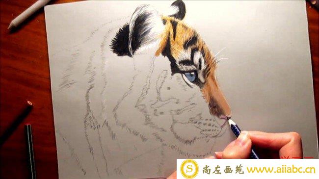 【视频】霸气逼真的老虎彩铅画手绘视频教程 教你画真实感的老虎上色技巧_