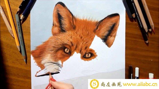 【视频】可爱真实的狐狸彩铅手绘视频教程 教你用彩铅画狐狸上色技巧_