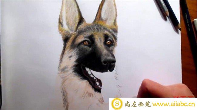 【视频】超写实狼狗彩铅手绘画视频教程 狼狗的画法 狼狗怎么画教程_