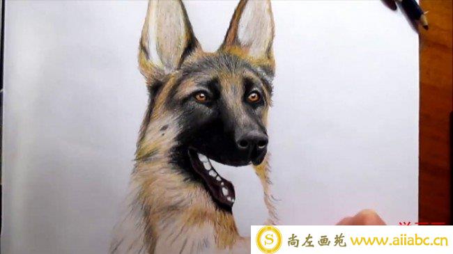 【视频】超写实狼狗彩铅手绘画视频教程 狼狗的画法 狼狗怎么画教程_