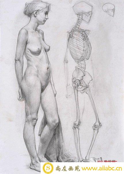 女人体侧面结构图片